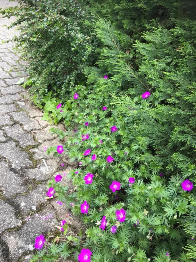 Appart Les Cerises Entre Strasbourg Et Haguenau Bischwiller Zewnętrze zdjęcie